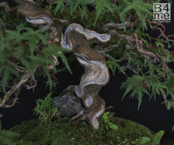 bonsai